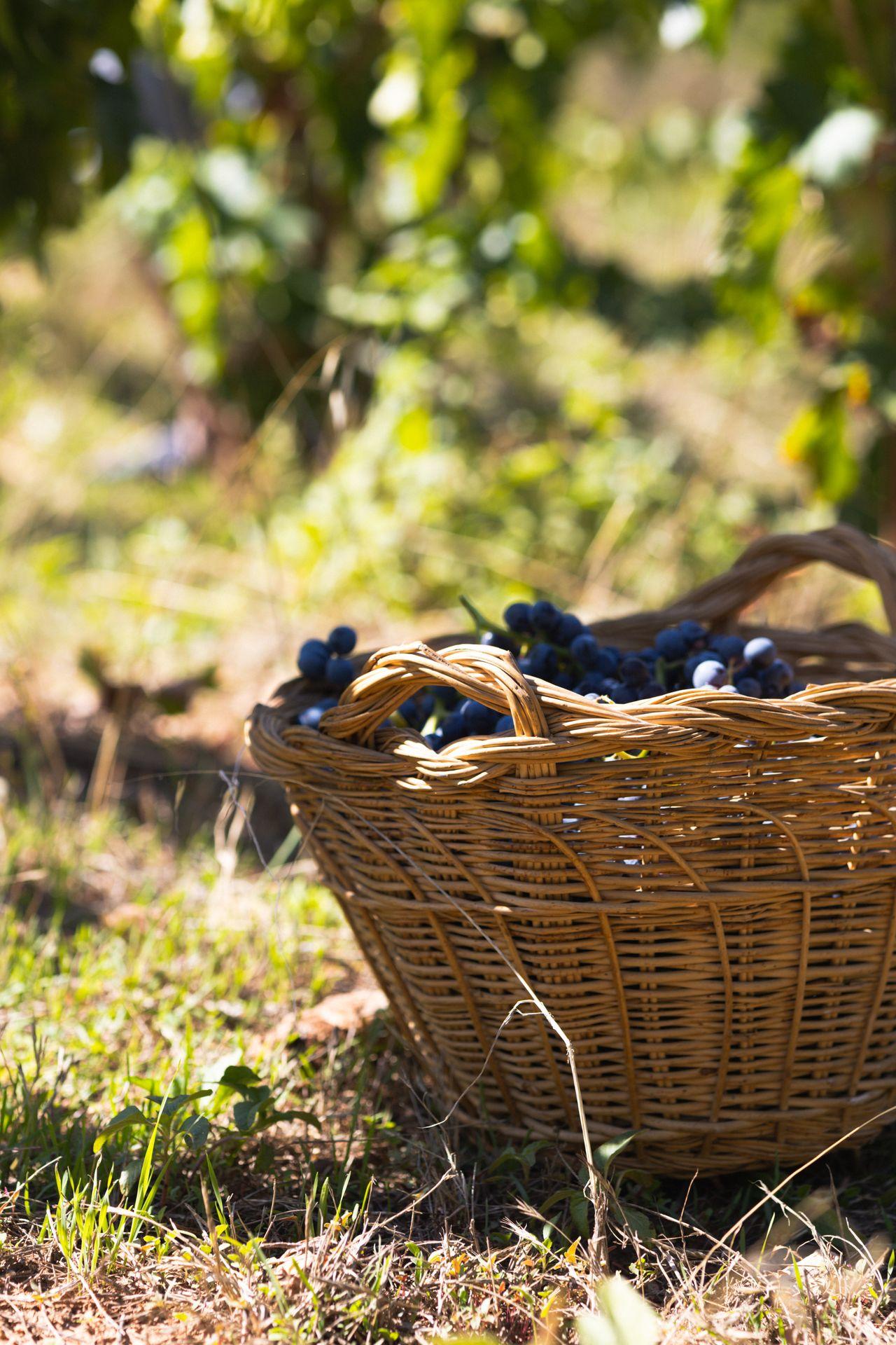 Wine, Hills and History: Tuscany During the Grape Harvest